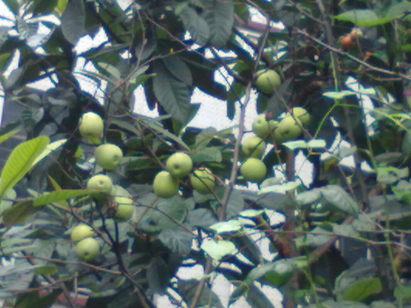 刺果树属, a href="#" data-lemmaid="4866280">大戟科 /a>,10种