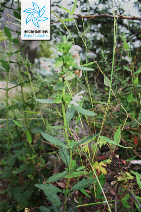  p> b>绉面草 /b>(学名: b> i>leucas zeylanica /i> /b>),为唇形科