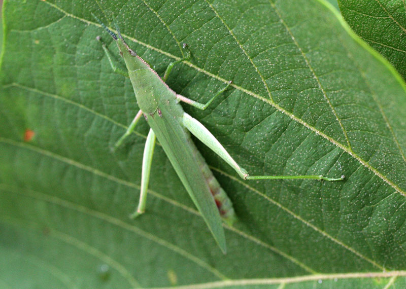 sinensis /i>, a target="_blank" href="/item/锥头蝗科/7852562"