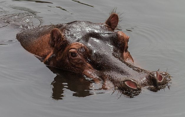 河马