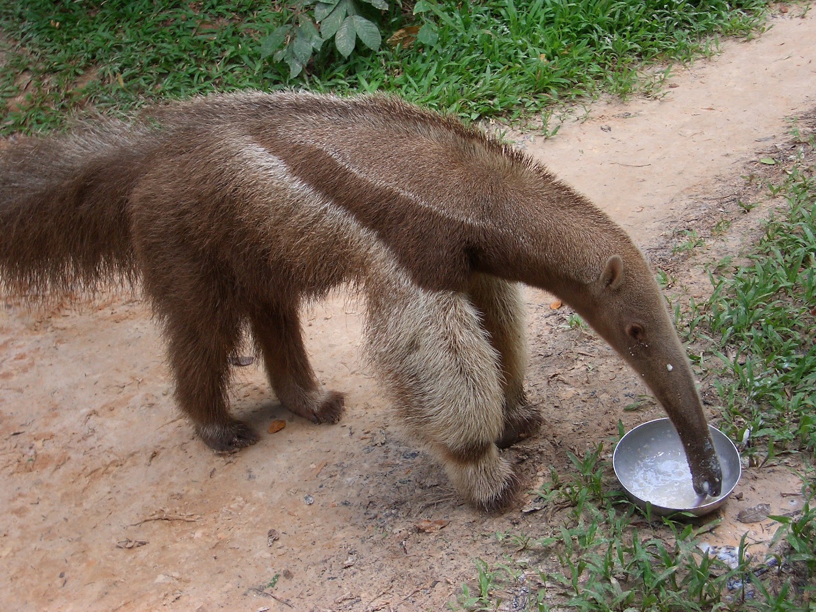  p>披毛目(学名:pilosa)是胎盘类哺乳动物下的一个目.