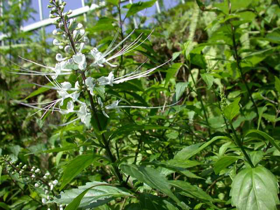 c.y.wu,别名猫须公,肾草,化石草 因其雄蕊酷