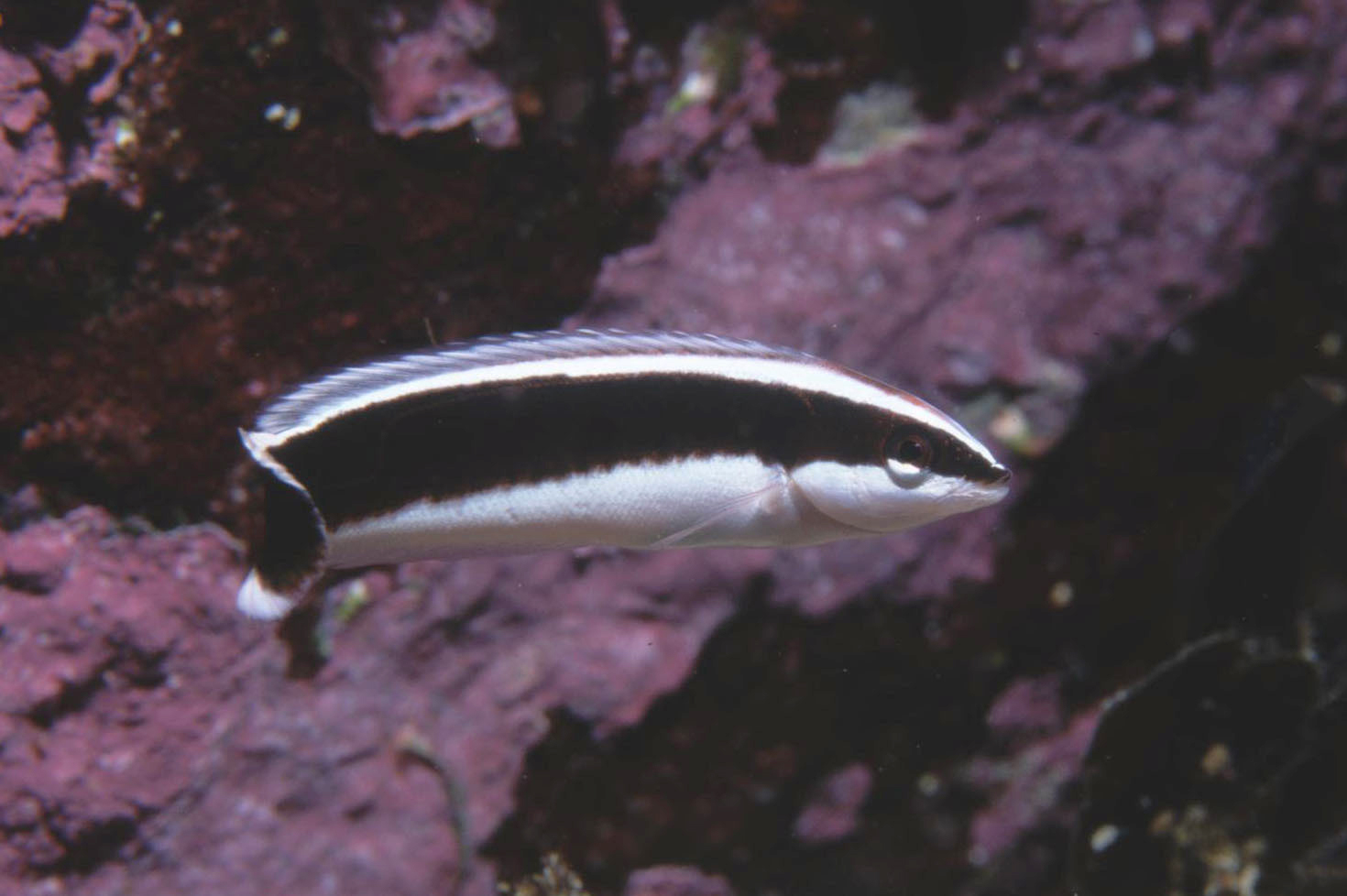 >拉丁学名:coris picta /p> p>根据拉丁名翻译为:斑盔鱼 /p> p>英文名