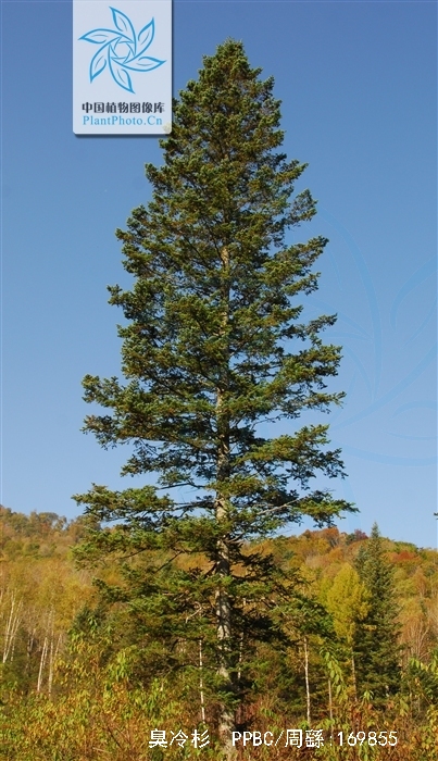  p>臭冷杉(拉丁学名: b>abies /b>  b>nephrolepis /b> (trautv.