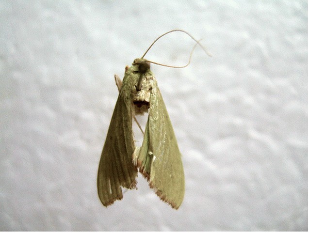 绿翅绢野螟