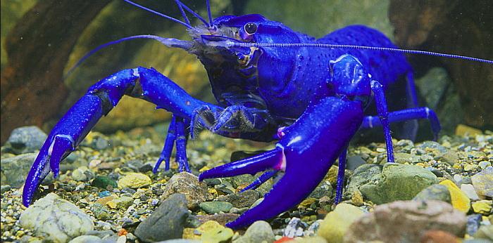  p>马龙螯虾(cherax cainii-marron),世界第三大淡水螯虾,生活在澳洲