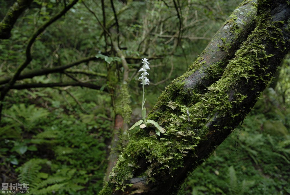 goodyera bilamellata hayata