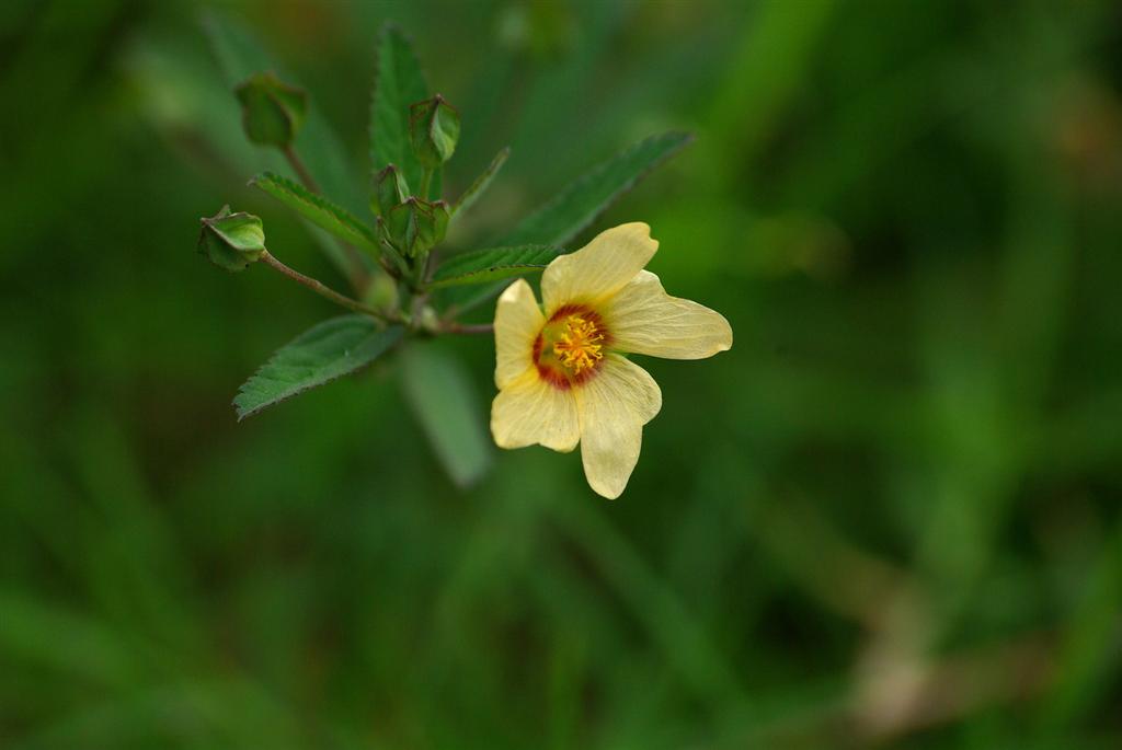  p>瓣鳞花属有80种,分布于 a target="_blank" href="/item/温带