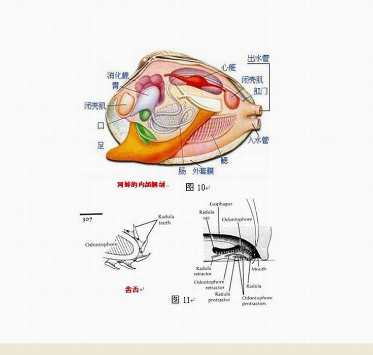 >外套膜(mantle)是 a target="_blank" href="/item/软体动物/417529"