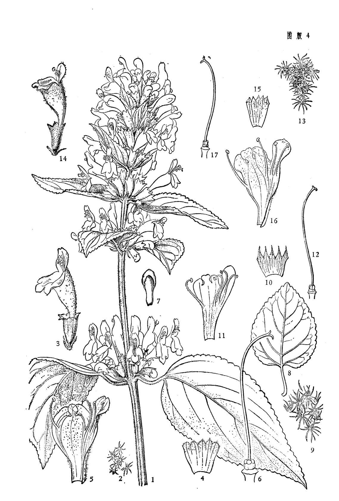 火把花