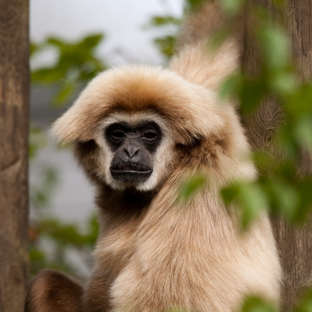 hylobates lar