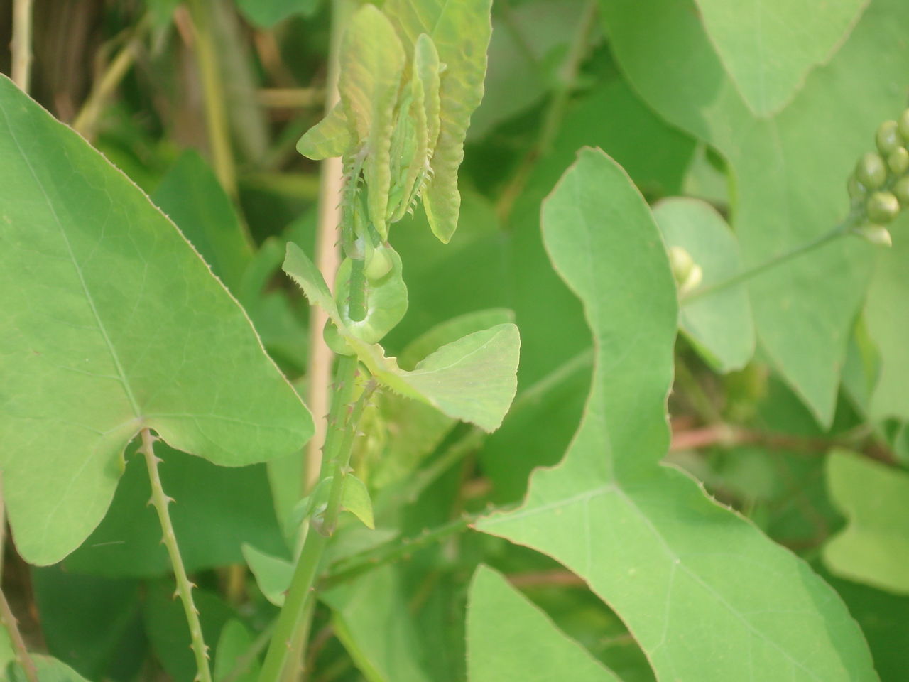 蛇倒退 全网资源