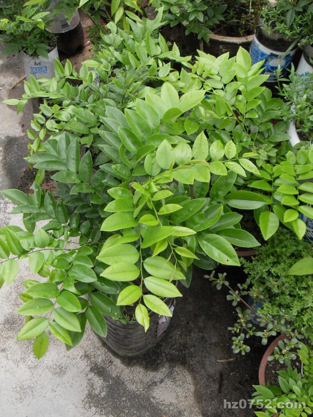 又称 a href="#" data-lemmaid="2209080">胭脂树 /a>, a href="#"