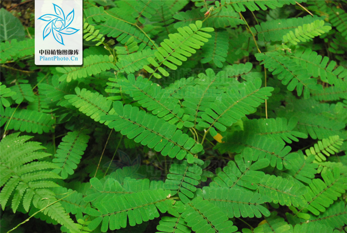  p>毛相思子(学名: i>abrus mollis /i>)为豆科相思子属植物,蝶形花科