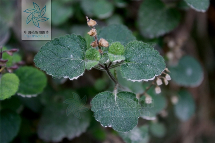  p>长毛韩信草又名耳挖草,金茶匙,牙刷草.