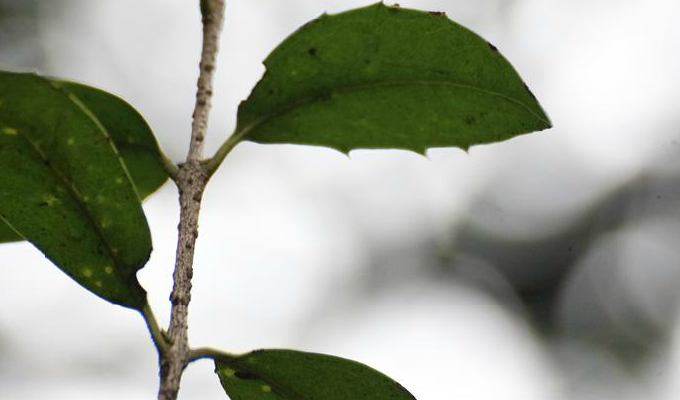  p>齿叶木犀(osmanthus × fortunei)木犀科,木犀属植物.