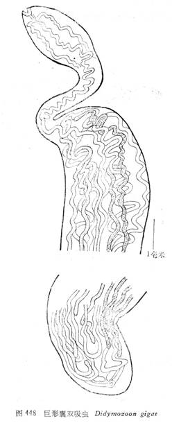 海南合体双吸虫