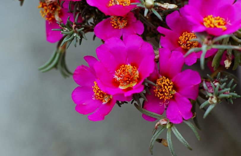  p>午时花属是梧桐科下的一个属. /p>