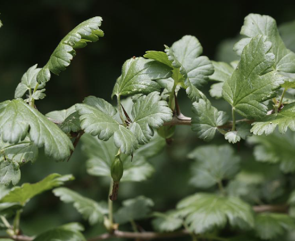 ribes stenocarpum