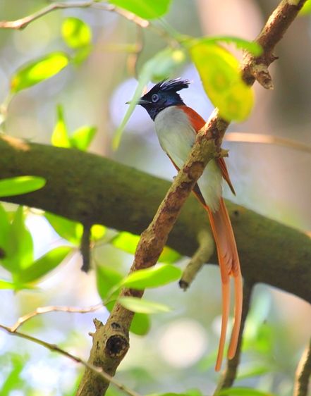  p> a target="_blank" href="/item/锡默卢岛寿带鸟/11371745" data