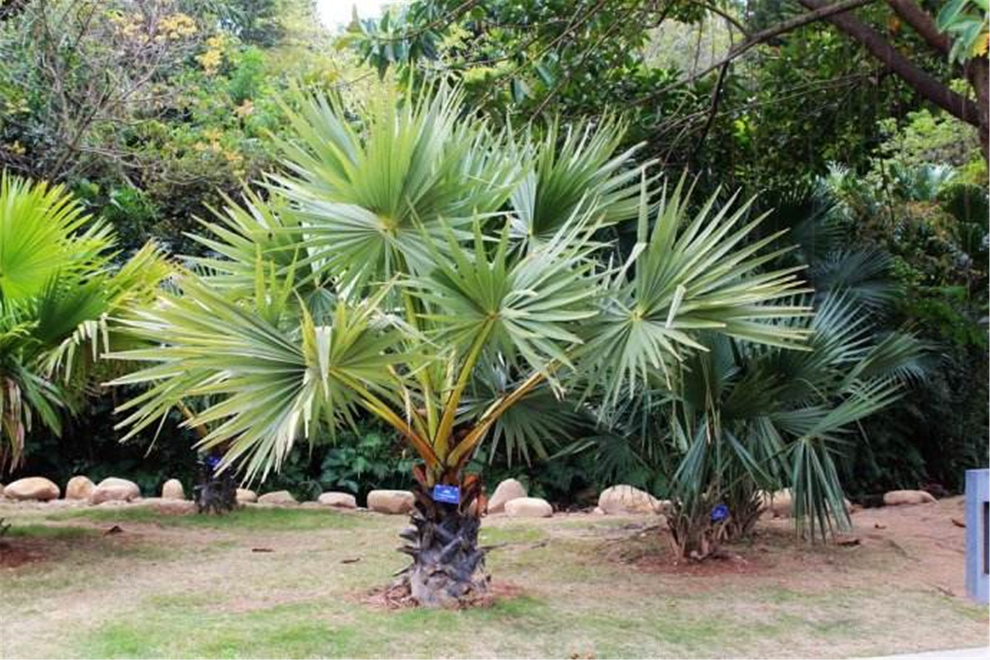  p>假槟榔(学名: i>archontophoenix alexandrae /i> (f. muell.) h.