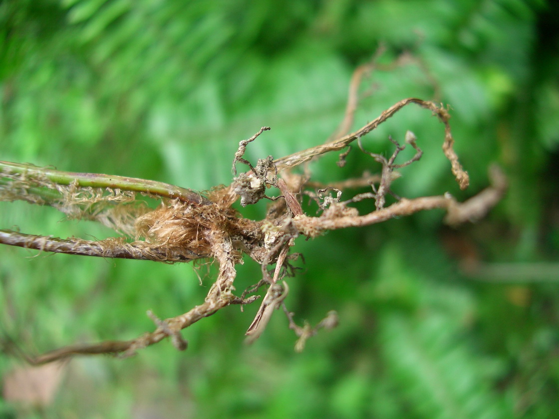 是最初有叶子的蕨类植物, a target="_blank" href="/item/高山羊齿