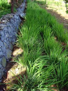 华中药用植物园