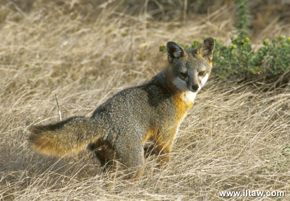  p>岛屿灰狐(学名: i>urocyon littoralis /i>):是一种小型 a href="