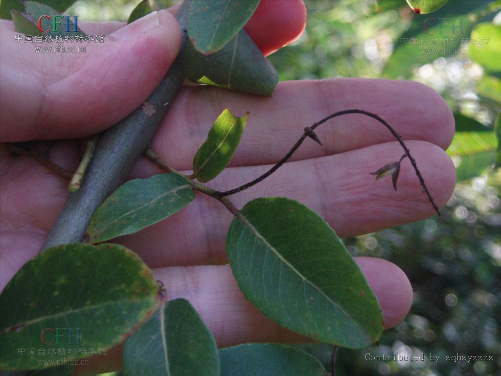  p>腺柳(学名: salix chaenomeloides kimura)小 a href="#" data