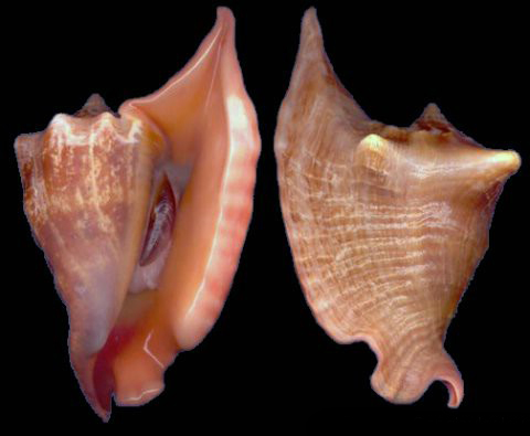  p>秘鲁凤凰螺是 a>凤凰螺科 /a> a>凤凰螺属 /a>的一种生物,分布于