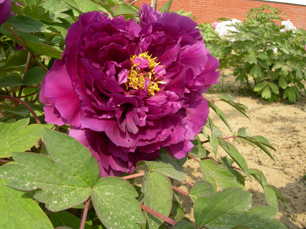  b>来源地 /b>山东菏泽百花园. /p>