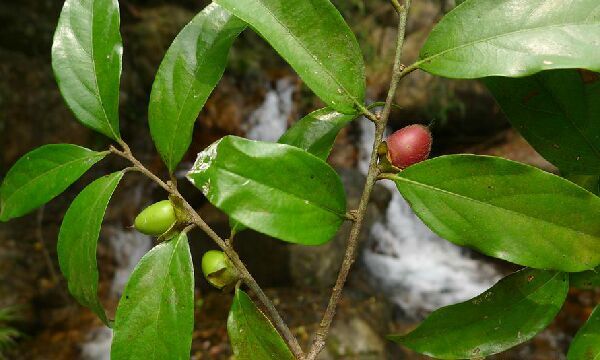  p>毛柿(学名: i>diospyros strigosa   /i>hemsl.