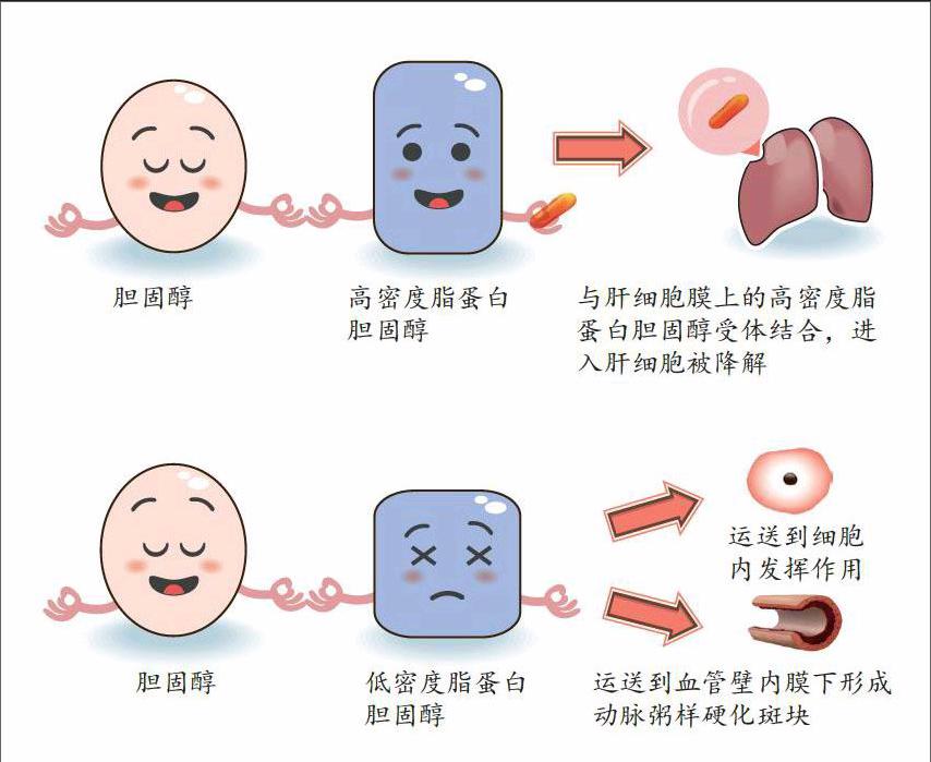  p>胆固醇代谢(cholesterol metabolism) 机体内胆固醇来源于食物及