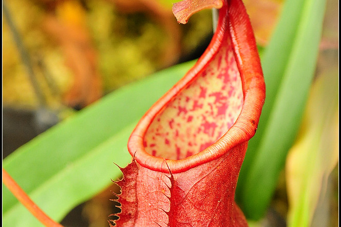  p>高棉猪笼草是由克洛维斯(clovis thorel)在1862年至1866年间在ti