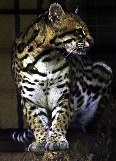  p>虎猫(学名: i>leopardus pardalis /i>):共有10个 a href="#" data
