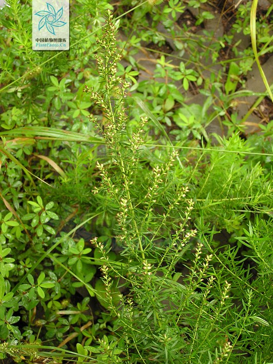  p>矮蒿,多年生草本.