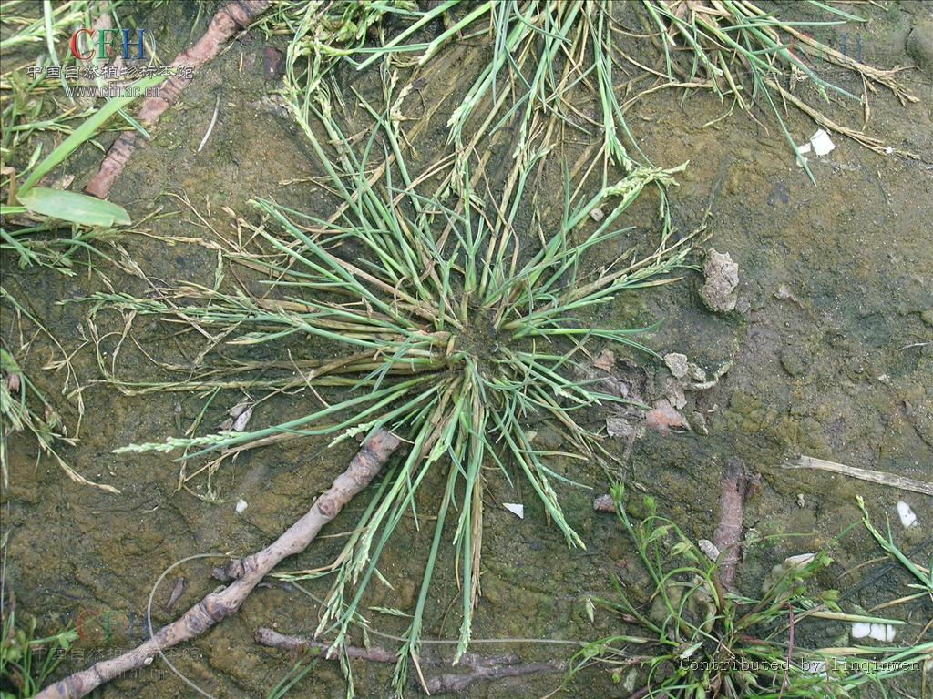  p>碱茅属(拉丁学名:puccinellia parl.