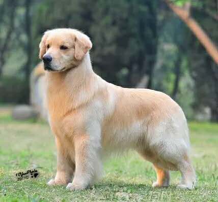  p>金毛寻回犬(golden retriever)是单猎犬,比较流行的狗的品种.