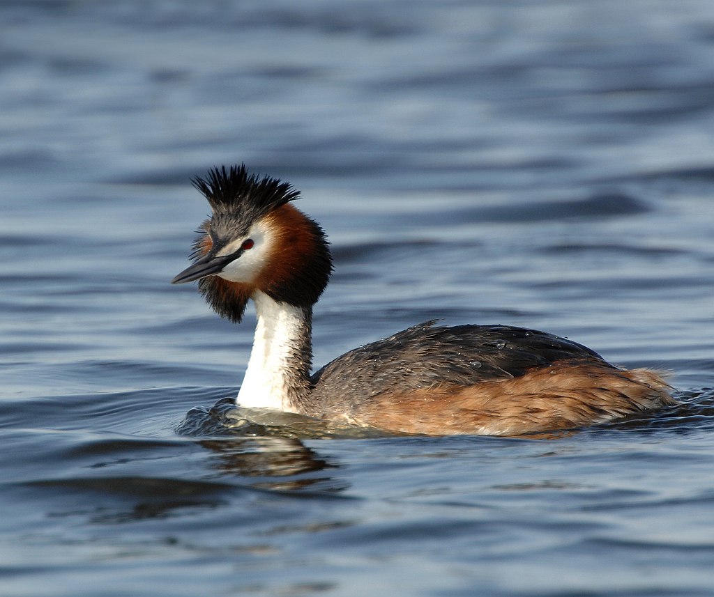  p>新西兰鸊鷉是一种 a target="_blank" href="/item/游禽/1117951"