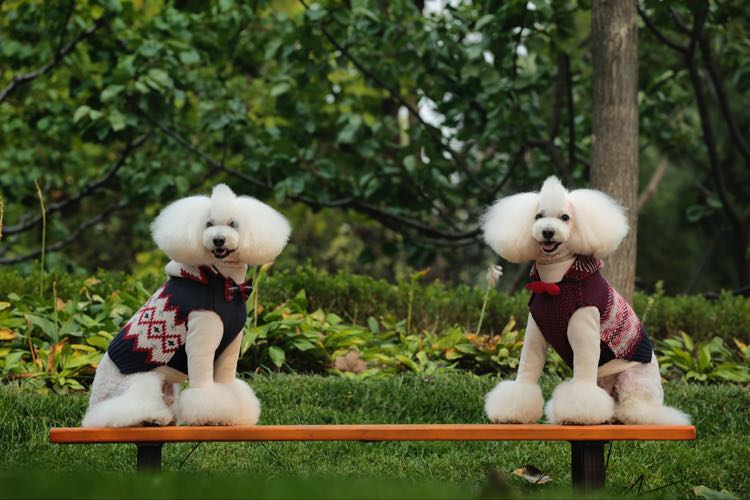 贵宾犬