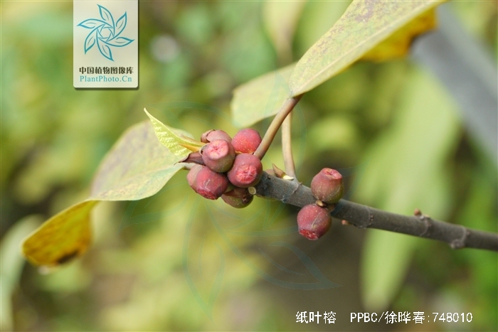 p>纸叶榕(学名:ficus chartacea)为桑科榕属的植物.