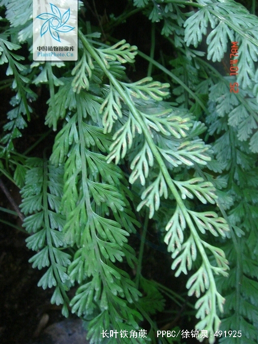asplenium prolongatum hook.