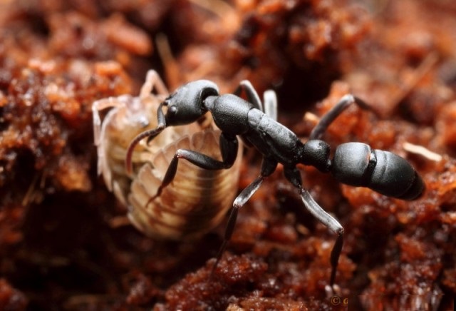  p data-id="gnbazfgzbk">细颚猛蚁属(leptogenys),之前命名为细猛蚁