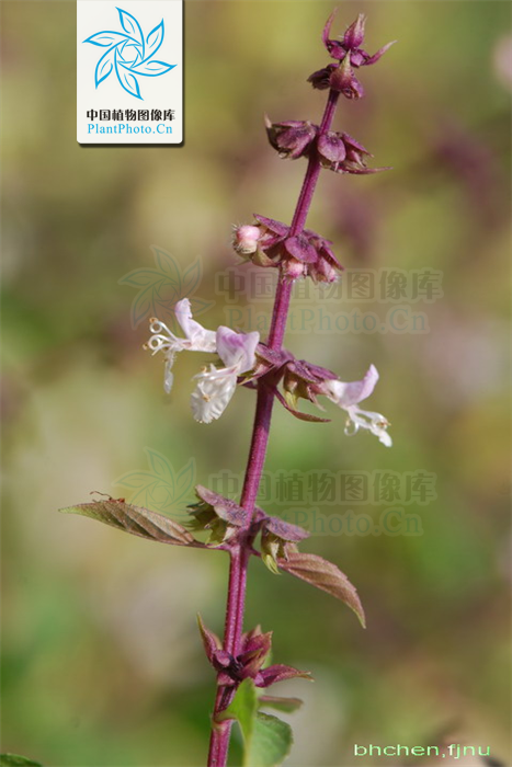  p>疏柔毛罗勒(学名: i>ocimum basilicum /i> var.