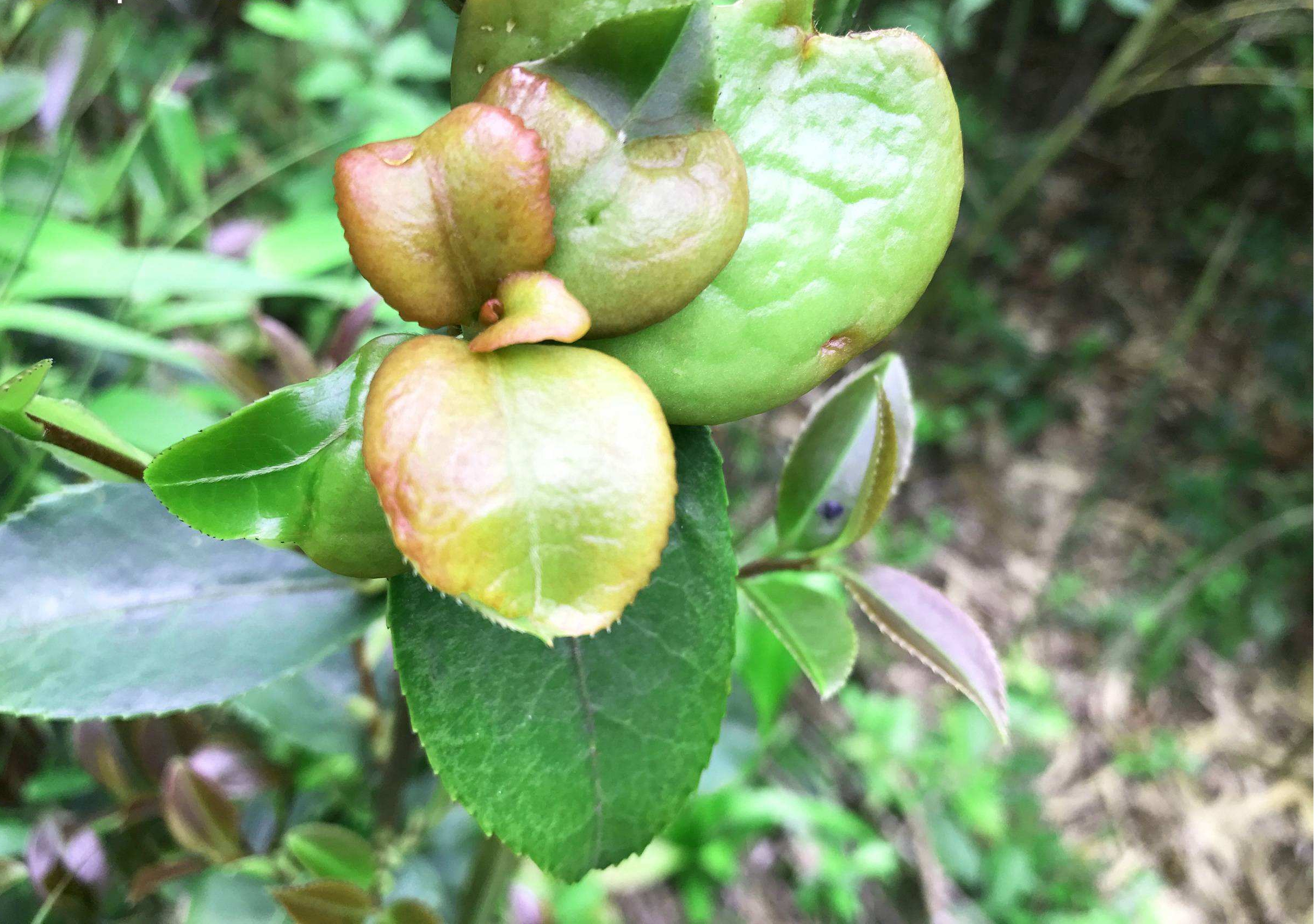 别名:茶子树,茶油树,<a target="