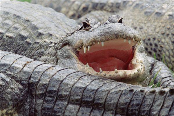  p>美国短吻鳄(学名: i>alligator mississippiensis /i>),又称密河鳄