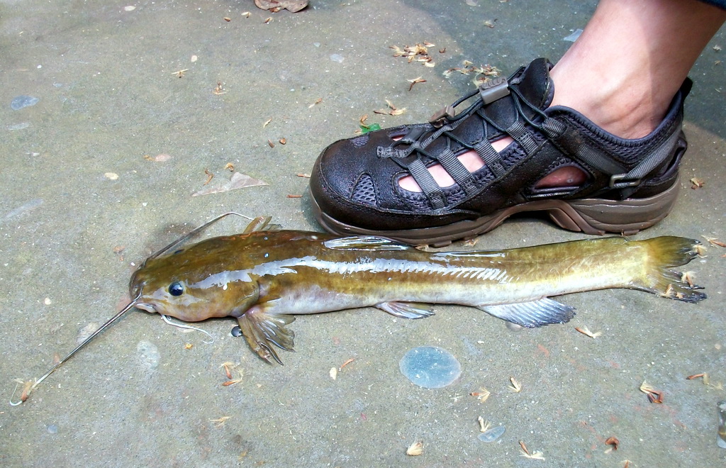  p>大鳍鳠(学名: i>hemibagrus macropterus /i>)是鲿科,鳠属鱼类.
