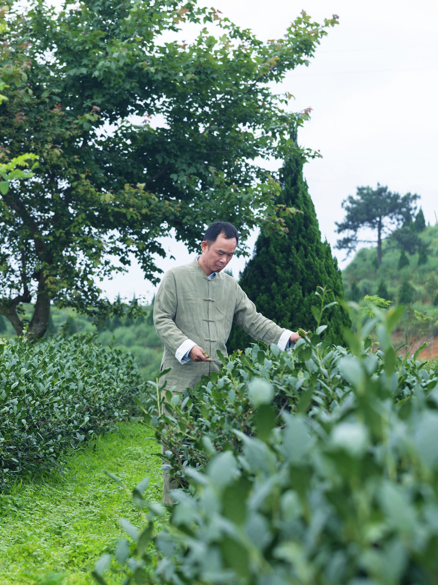 data-id="gnc0pcxin9">刘金龙,中国国籍,汉族,出生于安溪,安溪铁观音