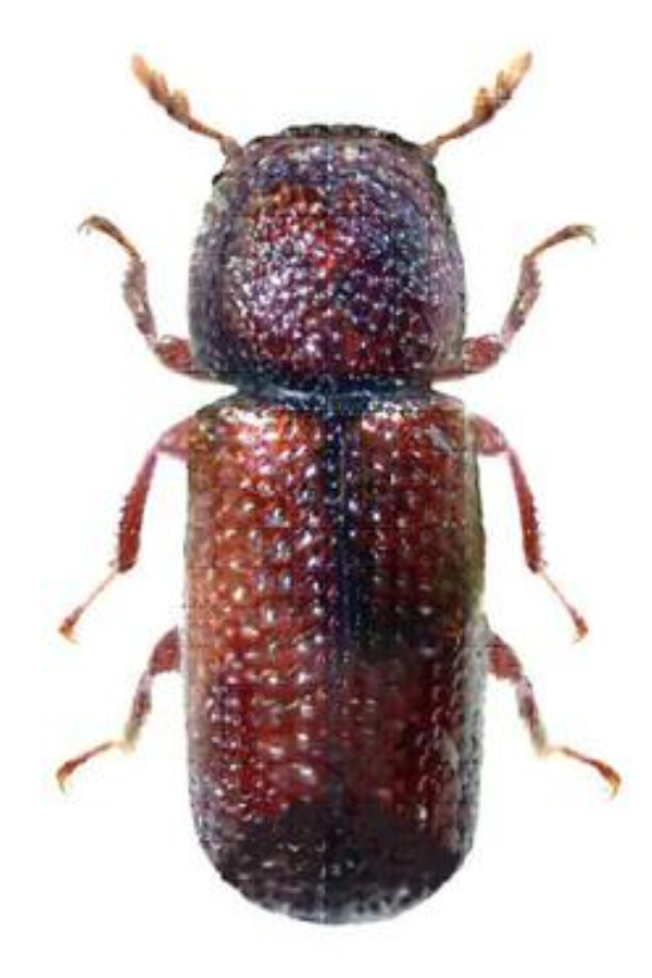  p>赤拟谷盗为 a href="#" data-lemmaid="1535103">鞘翅目 /a>,  a