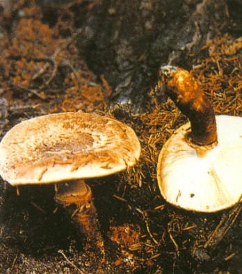  /p> p>经济用途:可食用,形态很近似松口蘑,在四川收集销售.